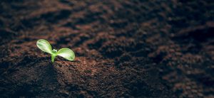 Green plant growing in good soil. Banner with copy space. Agriculture, organic gardening, planting